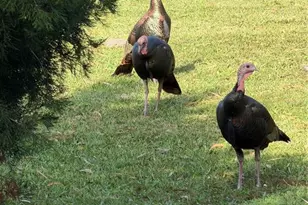 40 Sheoah Blvd, Winter Springs, FL 32708 - Photo 21