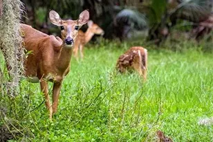 103 Acadia Terrace, Celebration, FL 34747 - Photo 83