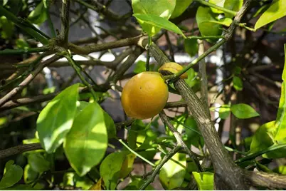 337 Ringwood Circle, Winter Springs, FL 32708 - Photo 53