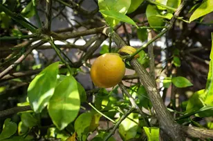 337 Ringwood Cir, Winter Springs, FL 32708 - Photo 53