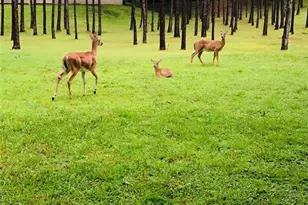 116 Raintree Dr, Longwood, FL 32779 - Photo 69