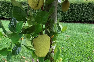 9331 Southern Breeze Dr, Orlando, FL 32836 - Photo 27