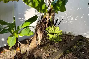 2069 Nerva Rd, Winter Garden, FL 34787 - Photo 33