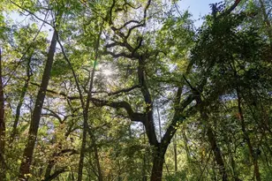 Tbd Lot 10 10th Terrace, Live Oak, FL 32060 - Photo 1