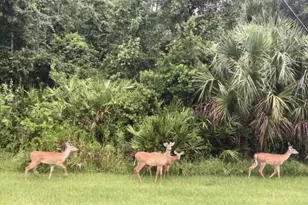 1001 Umbria Dr, Kissimmee, FL 34759 - Photo 31