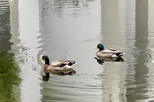 2639 Maitland Crossing Way, Orlando, FL 32810 - Photo 27