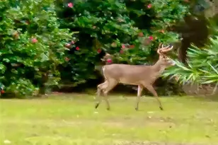 6037 Lake Erie Rd, Groveland, FL 34736 - Photo 49