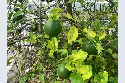 244 Lexington Drive, Daytona Beach, FL 32114 - Photo 67