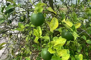 244 Lexington Dr, Daytona Beach, FL 32114 - Photo 67