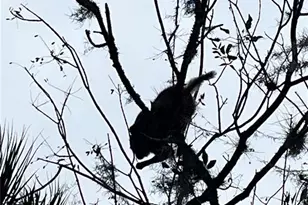 3100 NE 104th Terrace, Silver Springs, FL 34488 - Photo 87