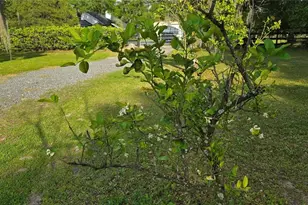 2002 Pine Ct, Deland, FL 32720 - Photo 49