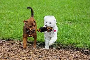 57 Enclave Ave, Palm Coast, FL 32164 - Photo 31