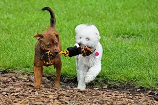 8600 Oakstone Cir, Leesburg, FL 34748 - Photo 21