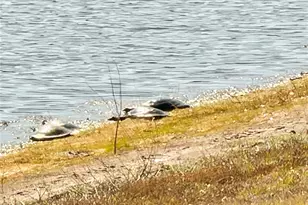 2586 Sweet Viburnum Wy, Ocoee, FL 34761 - Photo 29