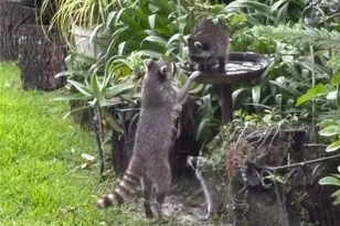 7718 Flemingwood Ct, Sanford, FL 32771 - Photo 79