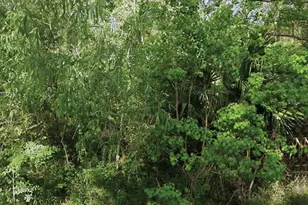 NE 132nd Ave, Silver Springs, FL 34488 - Photo 1