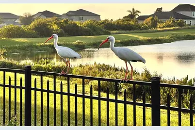 13226 Jervey Street, Windermere, FL 34786 - Photo 5