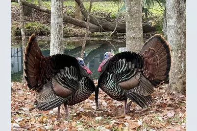 3668 Watercrest Drive, Longwood, FL 32779 - Photo 77