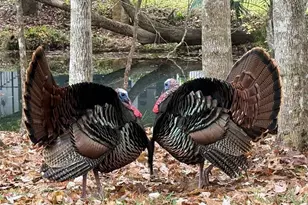 3668 Watercrest Dr, Longwood, FL 32779 - Photo 77