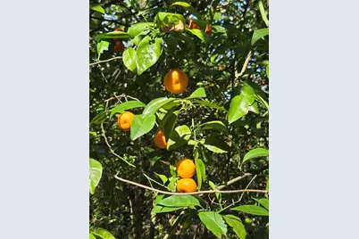 000 Magnolia Creek Lane, Montverde, FL 34756 - Photo 9