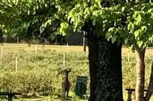 7650 NE 40th St, High Springs, FL 32643 - Photo 61