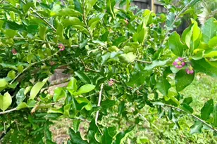 1815 Barker Dr, Winter Park, FL 32789 - Photo 35