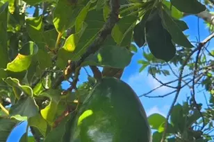 632 Blenheim Loop, Winter Springs, FL 32708 - Photo 53