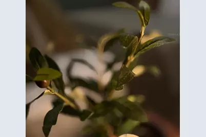 3305 Tranquil Trail, Kissimmee, FL 34747 - Photo 5