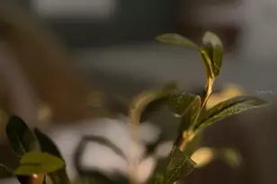 3305 Tranquil Trl, Kissimmee, FL 34747 - Photo 5