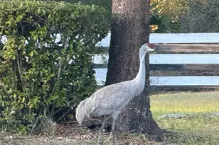 33015 Sahara Ct, Sorrento, FL 32776 - Photo 19