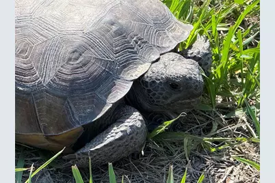 33015 Sahara Court, Sorrento, FL 32776 - Photo 47