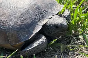 33015 Sahara Ct, Sorrento, FL 32776 - Photo 47