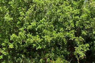 103 Dakota St NW, Lake Placid, FL 33852 - Photo 1