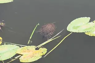 2516 Grassy Point Dr, Lake Mary, FL 32746 - Photo 37