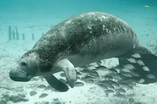 6001 N Elkcam Blvd, Beverly Hills, FL 34465 - Photo 25