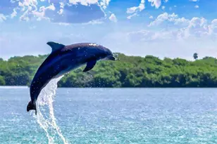 402 Bouchelle Dr, New Smyrna Beach, FL 32169 - Photo 53