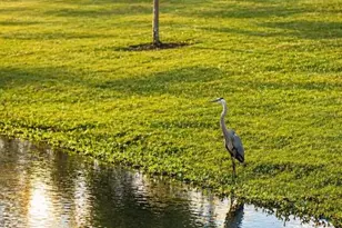 2604 Summer Clouds Wy, Kissimmee, FL 34744 - Photo 51