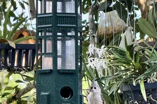 1651 Amsel Fls Pk Ter, Winter Garden, FL 34787 - Photo 31