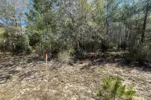 Kitty, Interlachen, FL 32148 - Photo 1