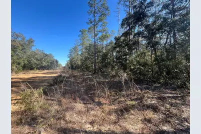 Banks, Interlachen, FL 32148 - Photo 5