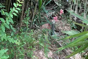 1715 NE 308th St, Okeechobee, FL 34972 - Photo 43