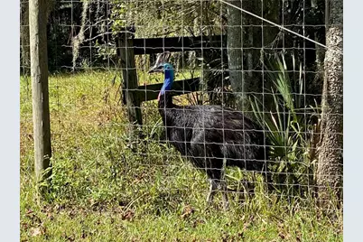 19350 NW 123rd Court, Micanopy, FL 32667 - Photo 41