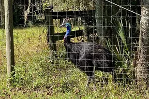 19350 NW 123rd Ct, Micanopy, FL 32667 - Photo 41