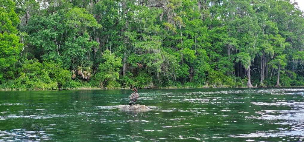 8501 209th Ct, Dunnellon FL  34431-5341 exterior