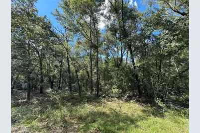 000 NE 156th Avenue, Williston, FL 32696 - Photo 3