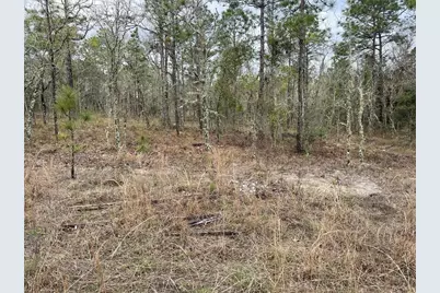 Lot 5 NE 156 Avenue, Williston, FL 32696 - Photo 3