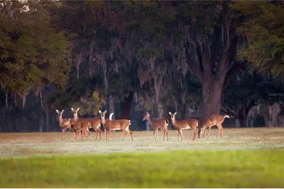 6500 & 6800 NW 193rd Street, Micanopy, FL 32667 - Photo 55
