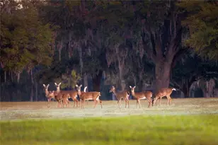 6500 & 6800 NW 193rd St, Micanopy, FL 32667 - Photo 55