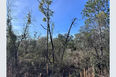 Tbd NE 117th Terrace, Williston, FL 32696 - Photo 7