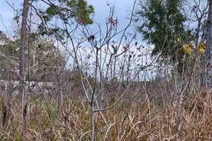 Tbd SE 104th Terrace, Belleview, FL 34420 - Photo 1